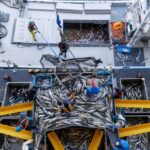 fishery, jf, fishing vessel